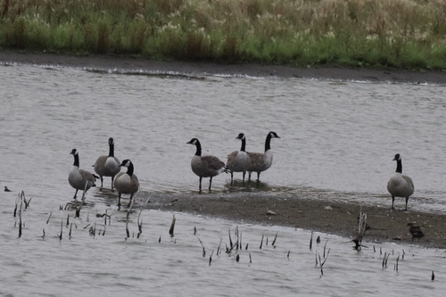 Canada Goose
