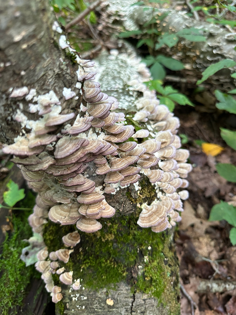 violet-toothed polypore · September 2026 · photo: Photo: no rights reserved · iNaturalist