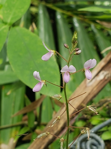 Grona adscendens observed 2026-07-29