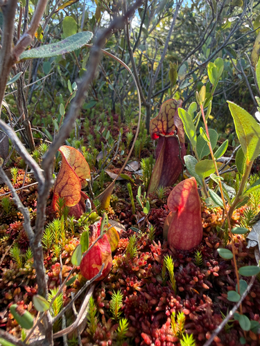 purple pitcher plant