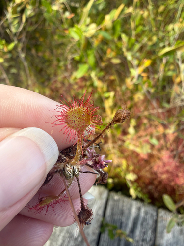 round-leaved sundew