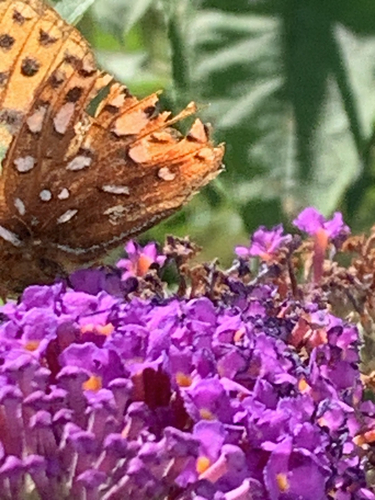 Great Spangled Fritillary