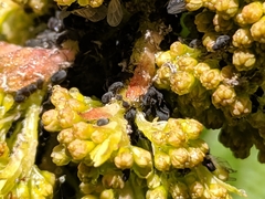 Aphididae