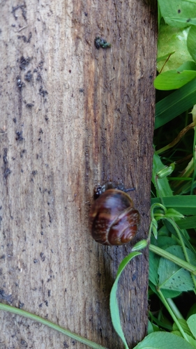 Copse Snail