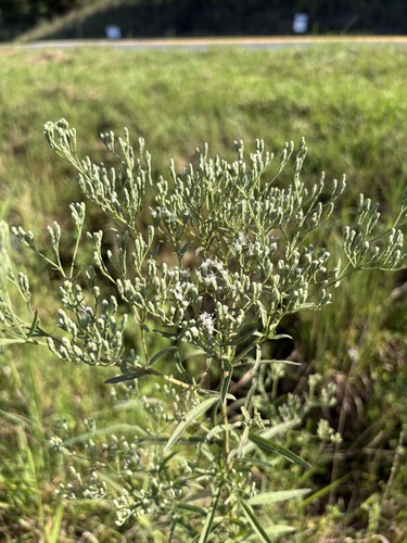 Eupatorium torreyanum, photograph 2
