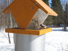 Poecile atricapillus