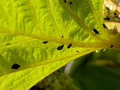 Aphididae
