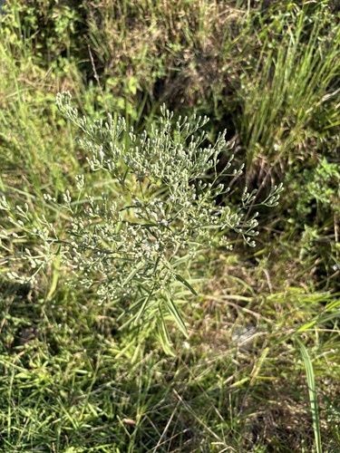 Eupatorium torreyanum, photograph 3