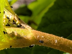 Aphididae