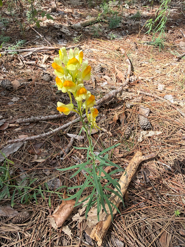 common toadflax