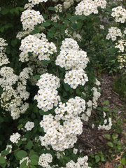 Spiraea × vanhouttei