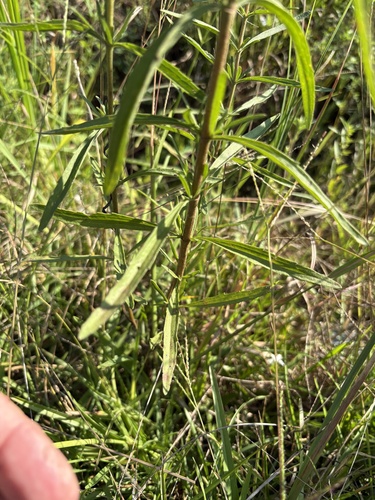 Eupatorium torreyanum, photograph 5