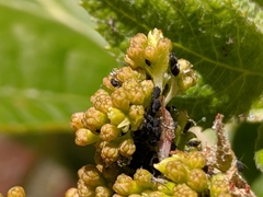 Aphididae