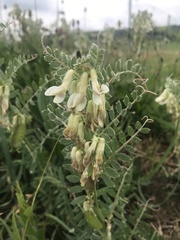 Vicia pannonica