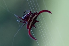 Gasteracantha falcicornis