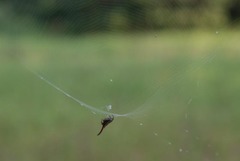 Gasteracantha falcicornis