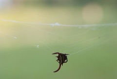 Gasteracantha falcicornis