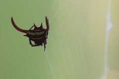 Gasteracantha falcicornis