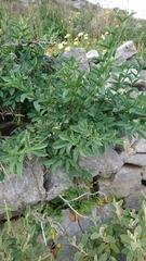 Anagyris foetida