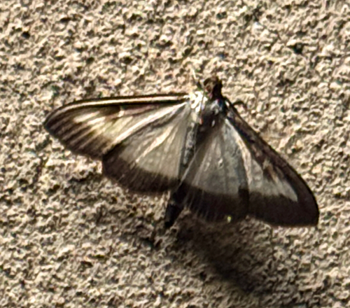 Box Tree Moth