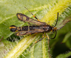 Chamaesphecia empiformis