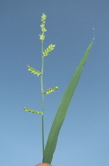 Brachiaria