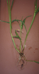 Brachiaria