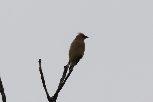 Cedar Waxwing