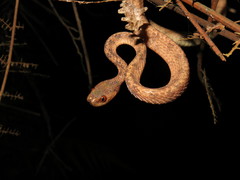 Pareas chinensis