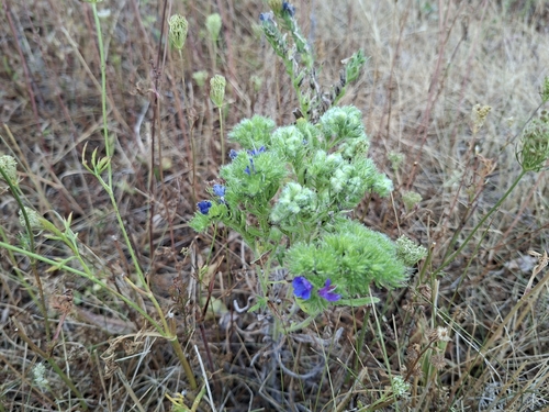 blueweed gall mite