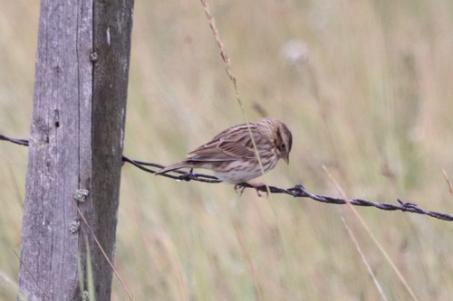 Savannah Sparrow
