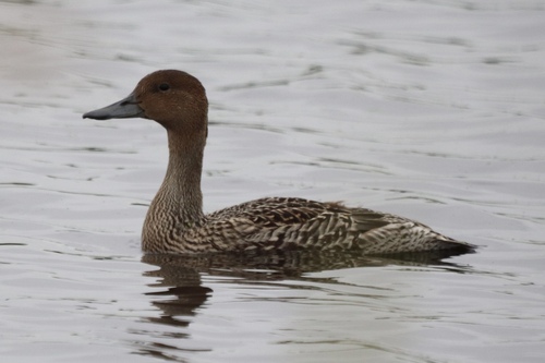 Northern Pintail