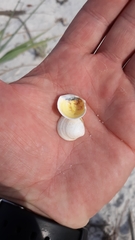 Laevicardium mortoni