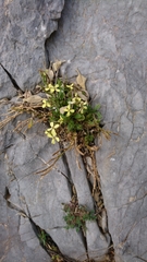 Enarthrocarpus arcuatus