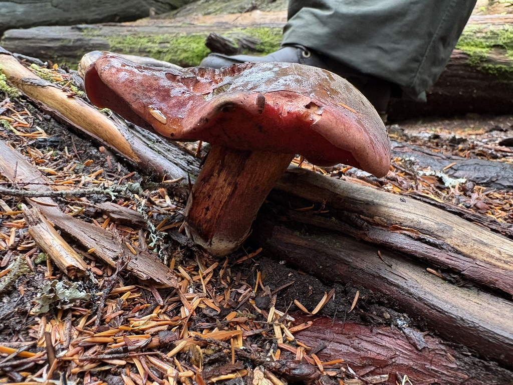 Red-pored Bolete · September 2026 · photo: Photo: (c) sylbobaggins, some rights reserved (CC BY) · iNaturalist