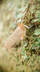 Maccaffertium mediopunctatum arwini