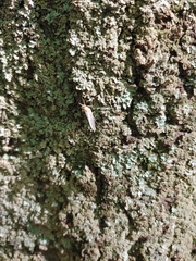 Maccaffertium mediopunctatum arwini