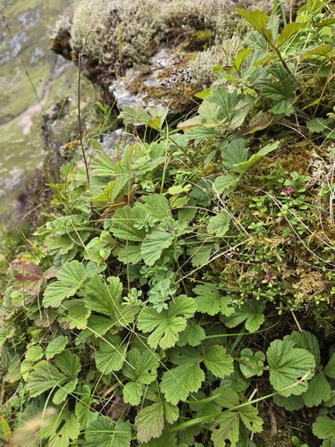 Geum rivale, photograph 5