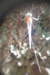 Maccaffertium mediopunctatum arwini