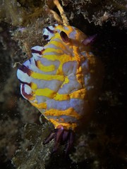 Goniobranchus roboi
