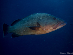 Dusky Grouper photo 3