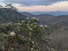 Rhododendron carolinianum