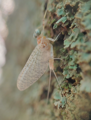 Maccaffertium mediopunctatum arwini