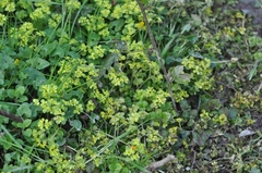 Chrysosplenium oppositifolium