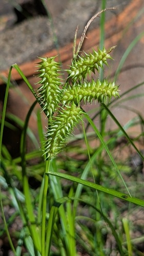 Carex retrorsa, photograph 4