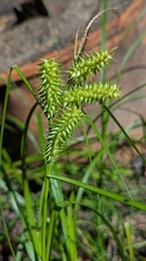 Carex retrorsa, photograph author not stated, no rights reserved