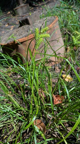 Carex retrorsa, photograph 5
