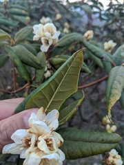 Rhododendron carolinianum