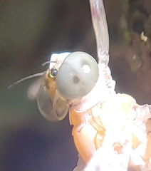 Maccaffertium mediopunctatum arwini