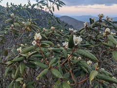 Rhododendron carolinianum